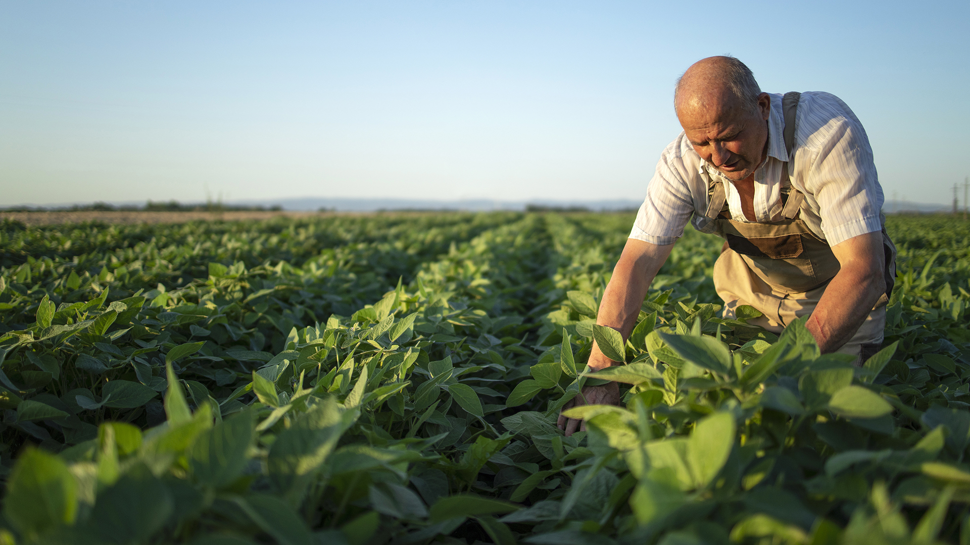 Senior hardworking farmer agronomist in soybean field checking crops before harvest.